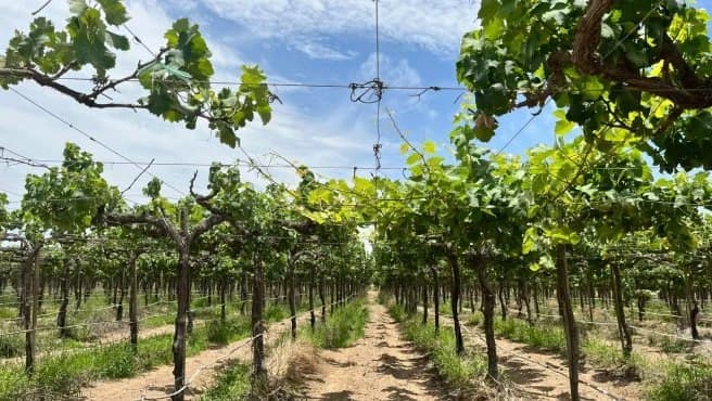 Ica: monitoreo climático busca anticipar riesgos para la producción de uva