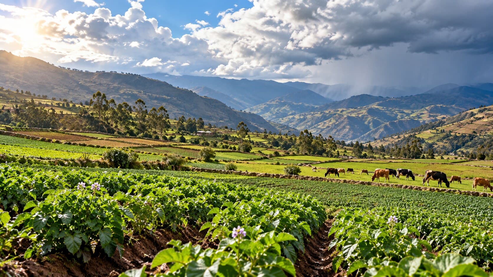 SENAMHI reporta efectos del clima en cultivos y ganado de Cajamarca y La Libertad